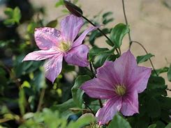 Bildergebnis für Clematis Comtesse de Bouchaud