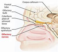 Image result for Olfactory Sensory Neurons