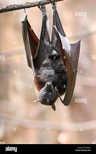 Image result for Fruit Bat Upside Down