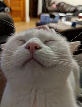 Image result for Funny Cat Smiling