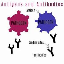 Image result for Difference Between Antigen and Antibody
