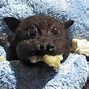 Image result for Baby Fruit Bat Eating Banana