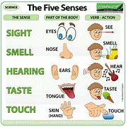 Image result for Sensory Organs and Stimuli