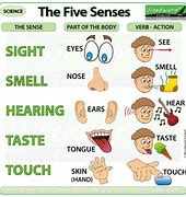 Image result for 5 Human Senses