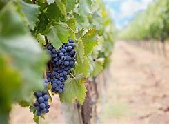Image result for Vigne Grape