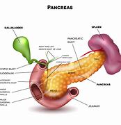 Image result for Pancreas System