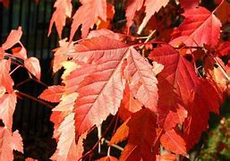 Image result for Acer Ginnala Winter