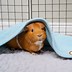 Image result for Guinea Pig Bedding Fleece Liner