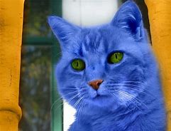 Image result for Cat Funny Pijar