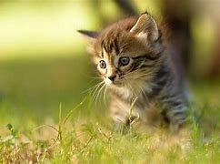 Image result for صور Cat