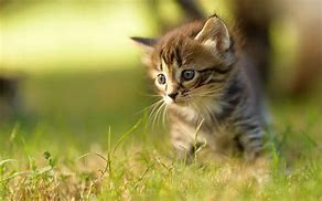 Image result for Cute Kitty Cat