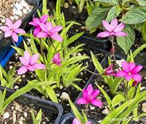 Afbeeldingsresultaten voor Rhodohypoxis Cerise Red