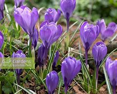 Image result for Crocus vernus Remembrance