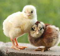 Image result for Chick Mainspring