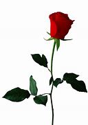 Image result for Rose