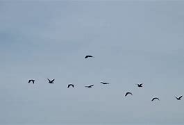 Image result for 2 Birds Flying