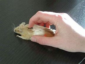 Image result for Animal Computer Mouse