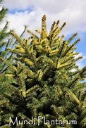 Résultat d’images pour Picea pungens Swifty
