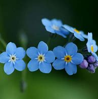 Image result for Apple iPhone Wallpaper Blue Flower