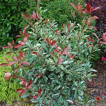 Image result for Photinia fraseri Pink Marble