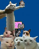 Image result for Surreal Cat Memes