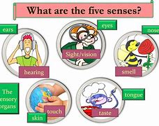 Image result for 5 Senses Center Ideas