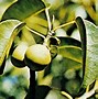 Image result for Poison Tree in Barbados