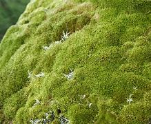 Image result for Types of Moss in Keizer Oregon