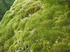 Image result for Types of Moss Ground Cover