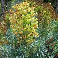 Euphorbia characias Blue Wonder ಗಾಗಿ ಇಮೇಜ್ ಫಲಿತಾಂಶ