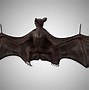 Image result for Bat 3D Wallpaper