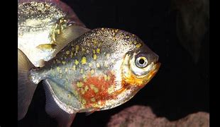Image result for Red Hook Fish