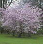 Image result for Prunus subhirtella Autumnalis