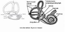 dermatite nell orecchio interno salve vorrei sapere se nella lagena dei pesci le cellule dermatite nell orecchio interno salve vorrei sapere se nella lagena dei pesci le cellule