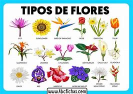 Image result for Tipos De Flores Y Nombres