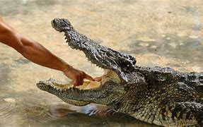 Image result for Crocodile Attack