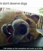 Image result for Happy Dog Meme