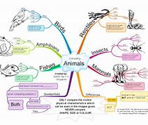 Image result for Animal Fun Facts Mind Map