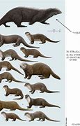 Image result for Giant Otter Size Comparison
