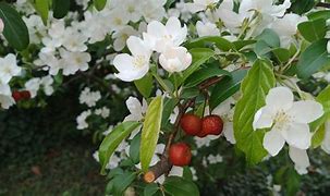 Image result for Cherry Apple Tree
