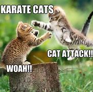 Image result for Karate Cat Meme