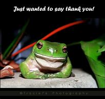 Image result for Thank You Frog Meme