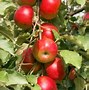 Image result for Apple Tree Orchard