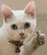 Image result for Funny Thumbs Up Cat Meme