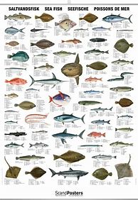 Image result for Saltwater Fish Size Chart