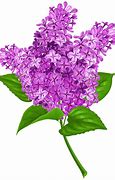 Image result for iPhone Lilac Flowers Wallpaper