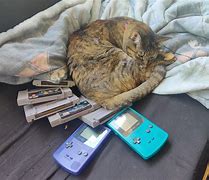 Image result for Nintendo Cat PFP 3D