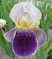 Image result for Iris germanica Salonique