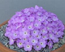 Image result for Primula marginata x allionii P 