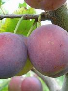 Image result for Prunus domestica Monsieur Hâtif